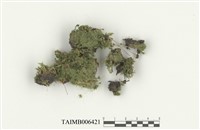 藏品(脆枝曲柄苔)的圖片